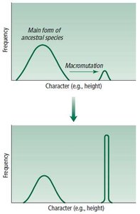 Macromutation model of evolution