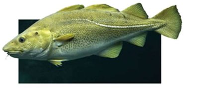 Atlantic cod fish