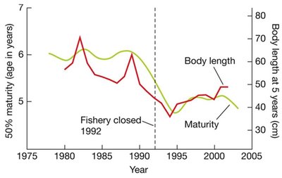 Graph showing changes in cod maturity and body length over time