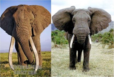African elephants with tusks