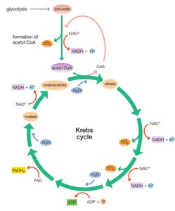 Krebs cycle diagram