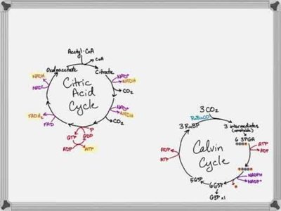 Comparison of Calvin cycle and Krebs cycle