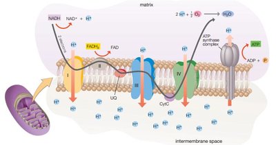 Electron transport chain and ATP synthase