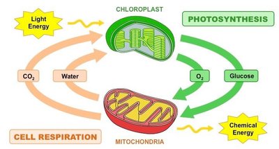 Diagram showing the relationship between photosynthesis and cellular respiration