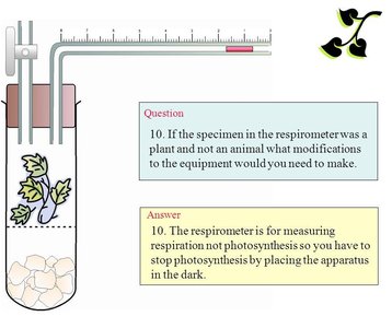 Respirometer setup for plant respiration