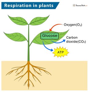 Respiration in plants: glucose, oxygen, carbon dioxide, ATP