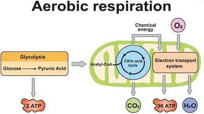 Aerobic respiration pathway overview