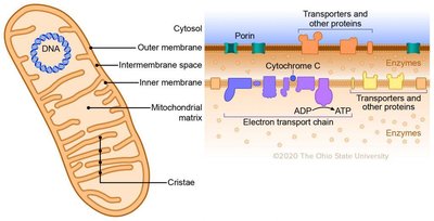 Mitochondrion structure and electron transport chain