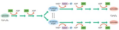Glycolysis pathway