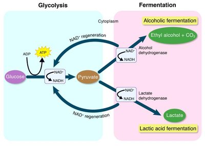 Glycolysis and fermentation pathways
