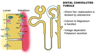 Diagram of the distal convoluted tubule showing ion transport and nephron structure