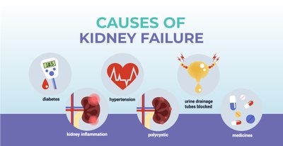 Infographic showing causes of kidney failure: diabetes, hypertension, kidney inflammation, polycystic kidney, blocked urine drainage, medicines