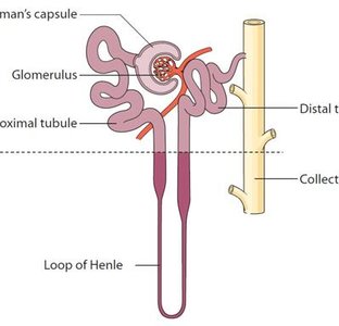 Diagram of nephron showing glomerulus, proximal tubule, loop of Henle, distal tubule, and collecting duct