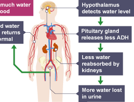 Flowchart showing osmoregulation and ADH release in response to water levels