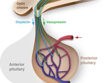 Diagram showing hypothalamus and pituitary gland with ADH (vasopressin) and oxytocin pathways
