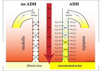 Diagram comparing urine concentration with and without ADH