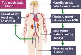 Flowchart showing osmoregulation and ADH release in response to excess water