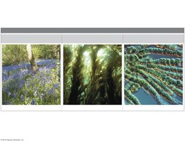Examples of photosynthetic autotrophs: forest plants, kelp, cyanobacteria