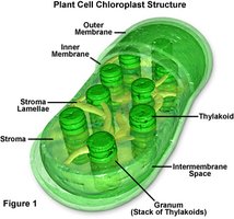 Chloroplast structure diagram