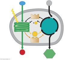 Diagram of light-dependent and light-independent reactions in chloroplast