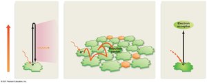 Energy transfer in photosynthetic pigments