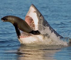 Shark eating prey (heterotroph example)