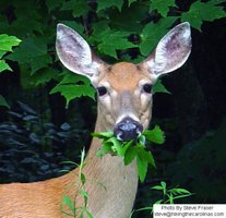 Deer eating leaves (heterotroph example)
