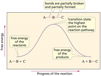 Reaction coordinate diagram showing reactants, products, and transition state