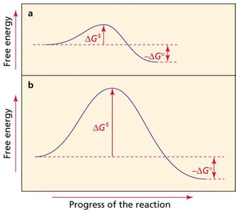 Reaction coordinate diagrams showing ΔG‡ and ΔG°