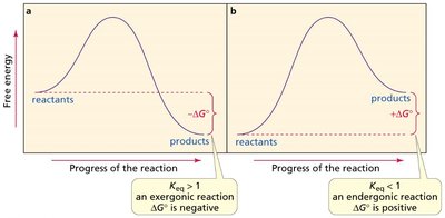 Reaction coordinate diagrams for exergonic and endergonic reactions