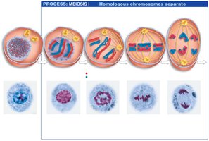 Stages of meiosis I with bivalents and chiasmata