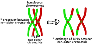 Crossover between non-sister chromatids