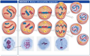 Stages of meiosis II showing separation of sister chromatids