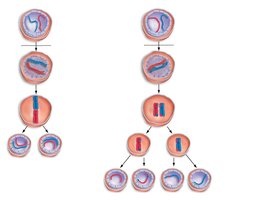 Comparison of mitosis and meiosis cell divisions