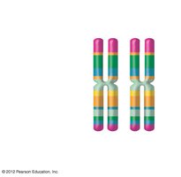 Pair of homologous chromosomes with colored bands representing gene loci