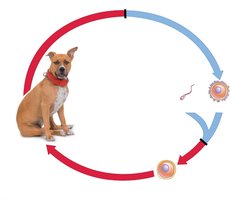 Diagram of a diploid life cycle with fertilization and meiosis
