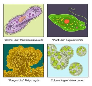 Animal-like protists examples