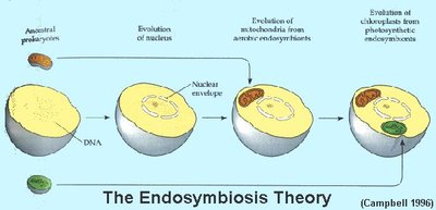 Endosymbiosis theory diagram