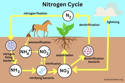 Nitrogen cycle diagram
