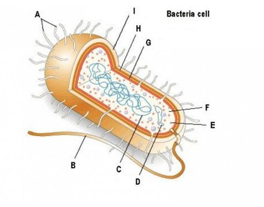 Bacterial cell structure