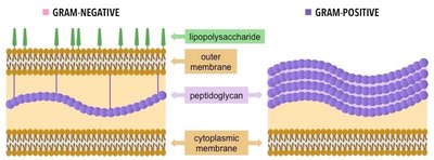 Gram-positive vs Gram-negative cell wall structure