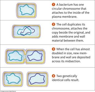 Binary fission steps