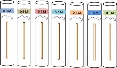 Osmosis experiment with different solution concentrations