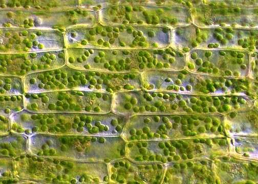 Effects of osmosis on plant cells