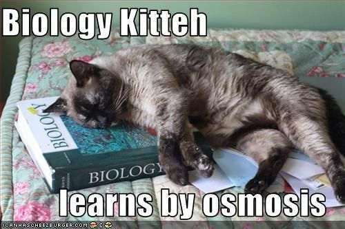 Meme about learning by osmosis