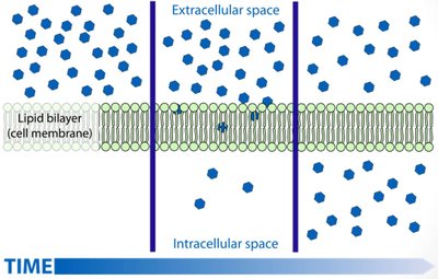 Diffusion across cell membrane