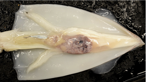 Male squid dissection showing internal anatomy
