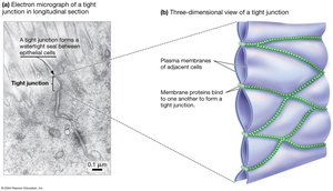 Electron micrograph and diagram of tight junctions between animal cells