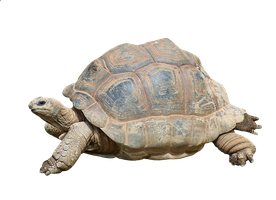 Galapagos tortoise, an example of adaptation
