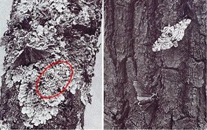 Peppered moths on tree bark